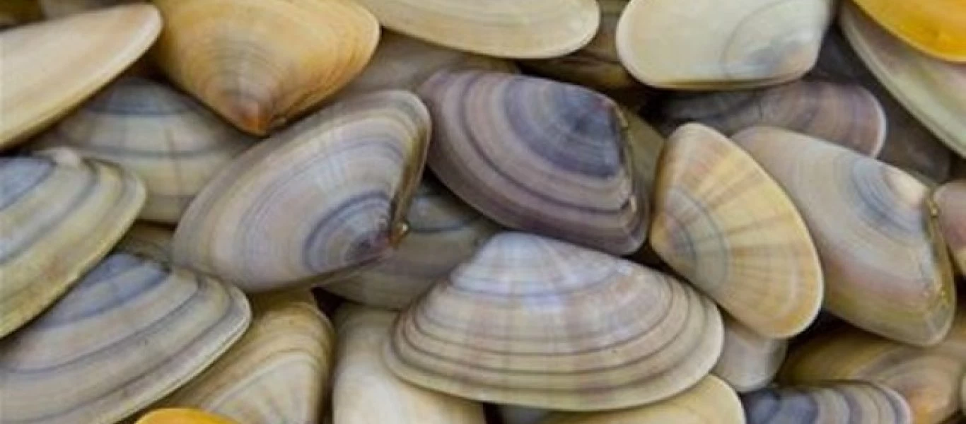 Καβάλα: Κατασχέθηκαν δύο τόνοι ακατάλληλα όστρακα